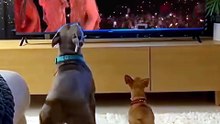 Try Not To Laugh 😂