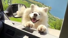 Small ears, infinite energy