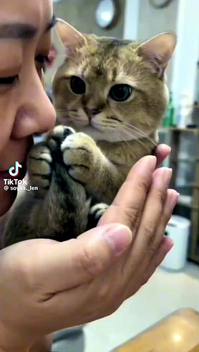 Ein sehr süßes Kätzchen mit stinkefuß