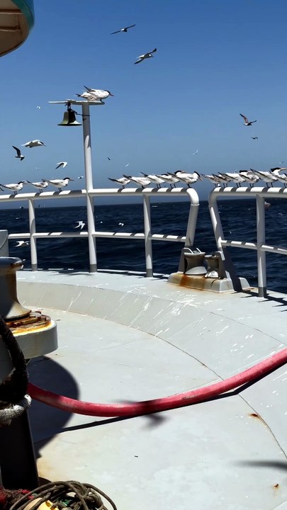 🌻Nature , Ocean and Fishing #fishingboat#ocean