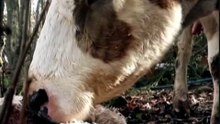 Cow mother