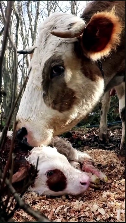 Cow mother