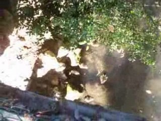 Jardin des plantes à Toulouse