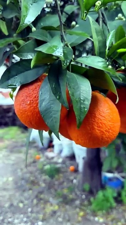 Local oranges after the rain