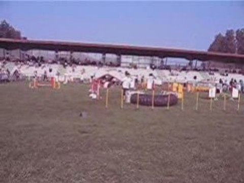 CHAMPIONNAT DE FRANCE AGILITY AU TOUQUET