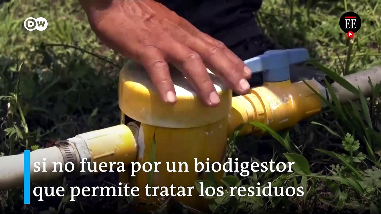 Los cenotes de México están en riesgo por contaminación agrícola