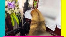 Un perro despide a su dueño en el funeral y su reacción conmueve al mundo