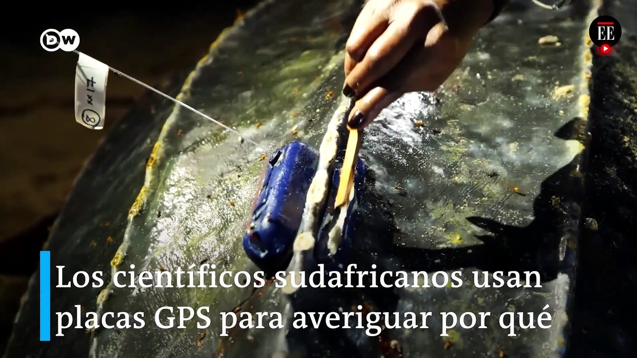 Así le siguen el rastro los científicos a las tortugas más grandes del mundo