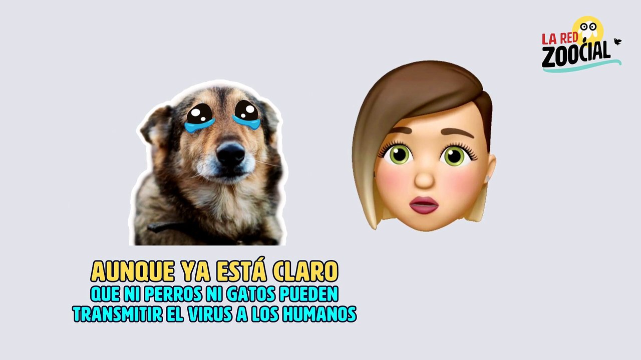 Animales huérfanos por el Coronavirus - La Red Zoocial