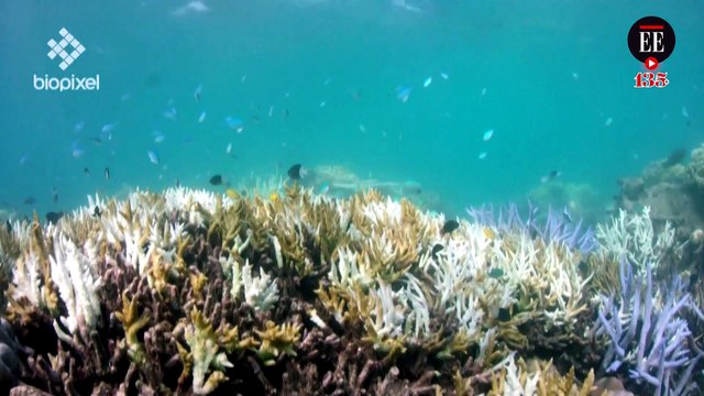 Arrecifes australianos en peligro: ola de calor blanquea 91% de los corales
