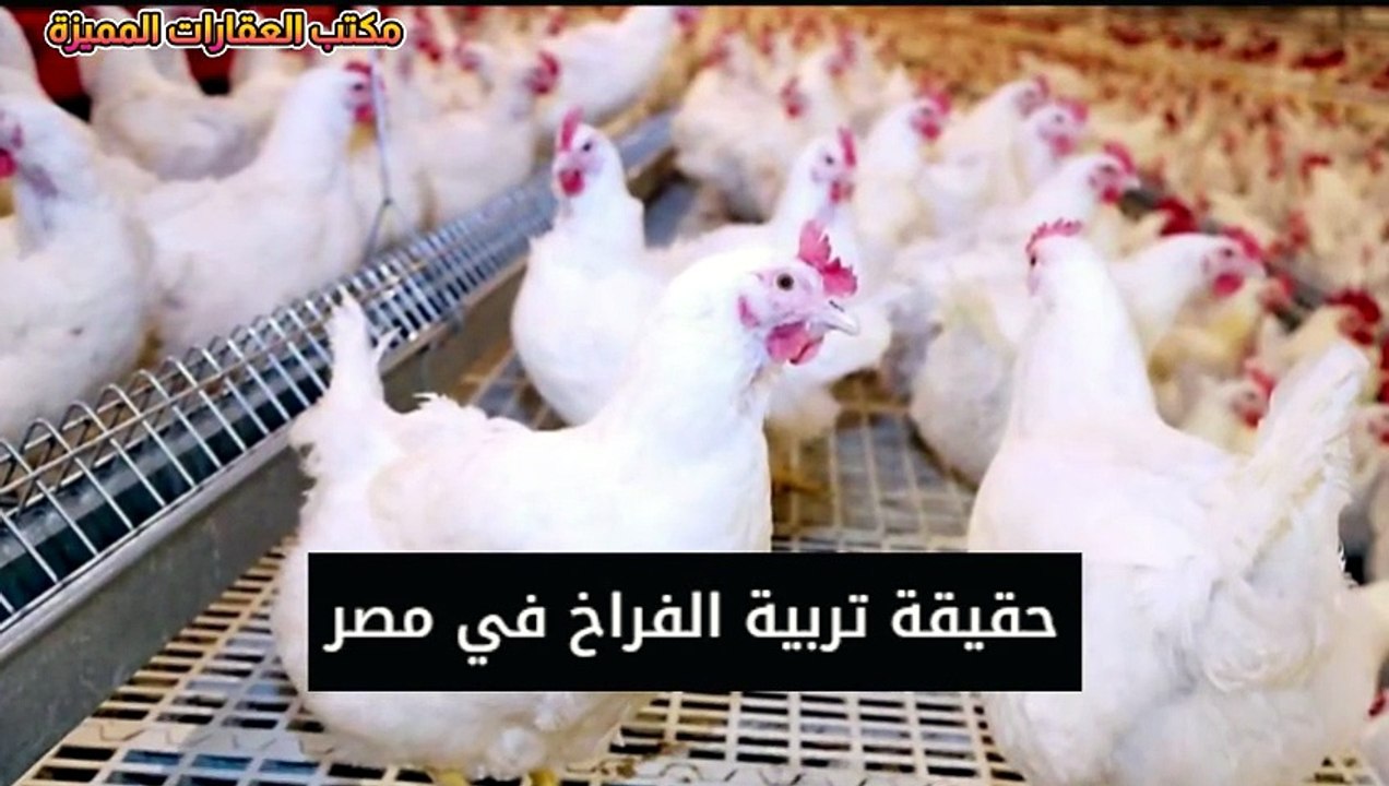 اول رد رسمي حول استخدام الهرمونات في الفراخ البيضاء و زيادة وزنها ؟؟ ولية الفرخة بتوصل 4 كيلو