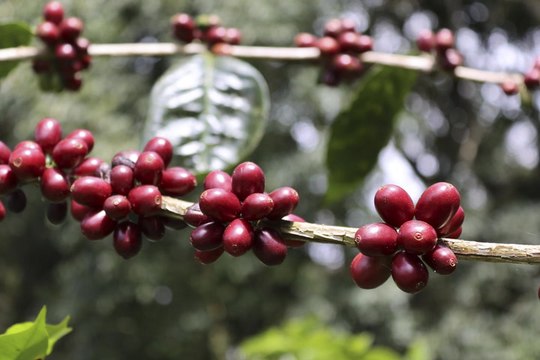 El Valle del Cauca busca nuevos mercados tras el aumento de aranceles