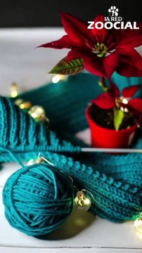 Cinco consejos de bienestar y seguridad para su mascota en Navidad