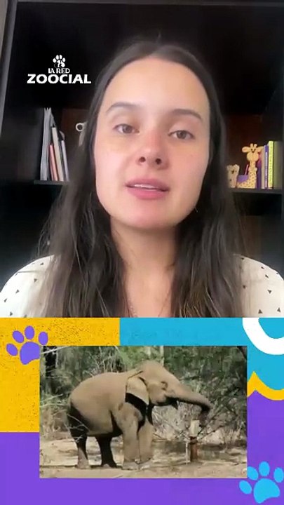 ¿Los elefantes realmente nunca olvidan?