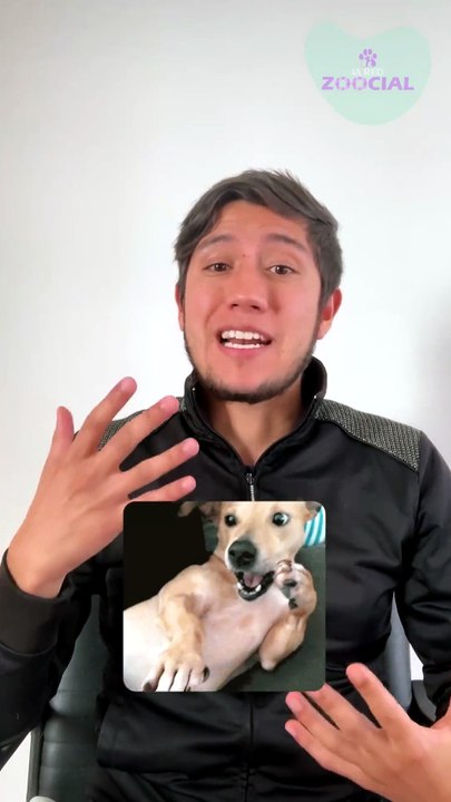 ¿Cómo acercarse a un perro desconocido?