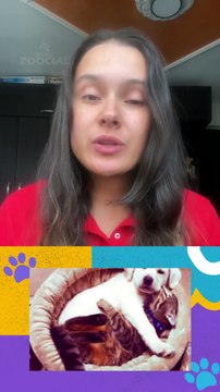 ¿Cómo ayudar a mi mascota a superar el luto por la muerte de mi otra mascota?