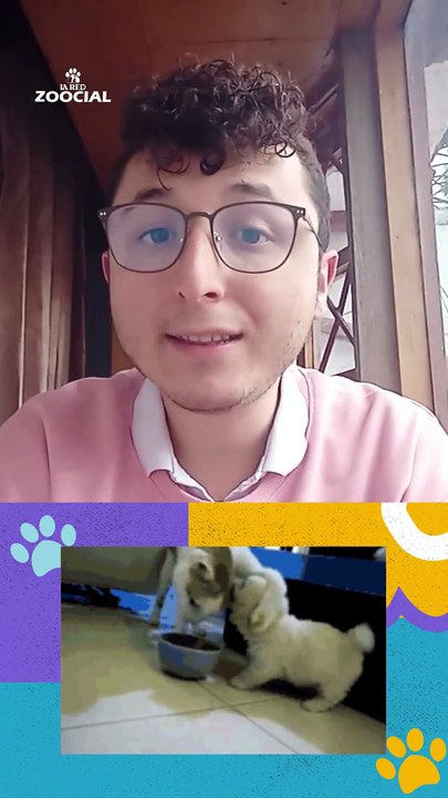 Las mascotas también contaminan el medioambiente