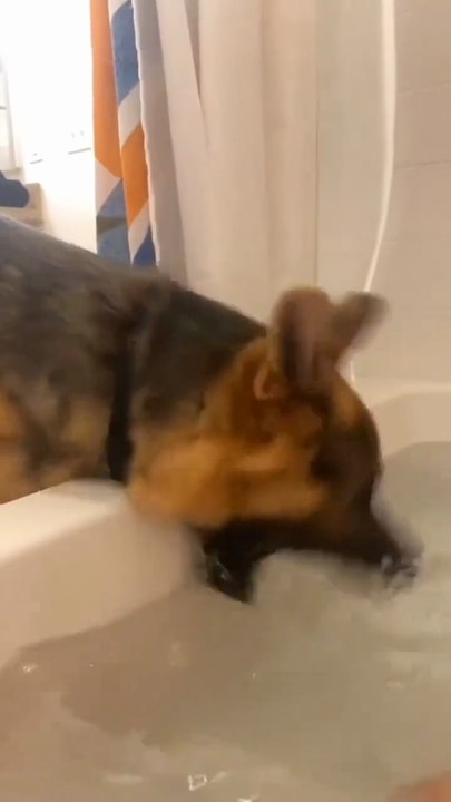 Funny German Shepherd dog 💕💕💕💕🐶🐾😂😂Follow me subscribe