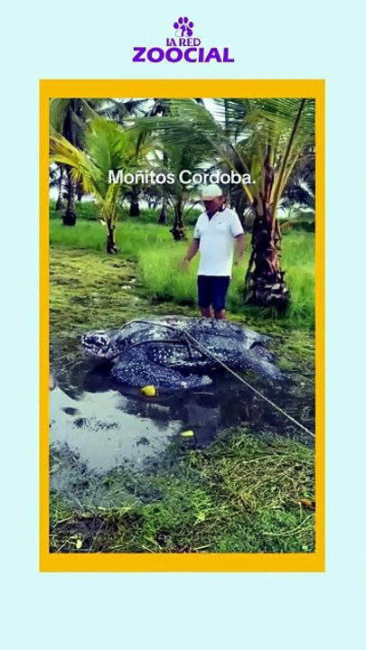 Tortuga laúd: una gigante en riesgo de desaparecer
