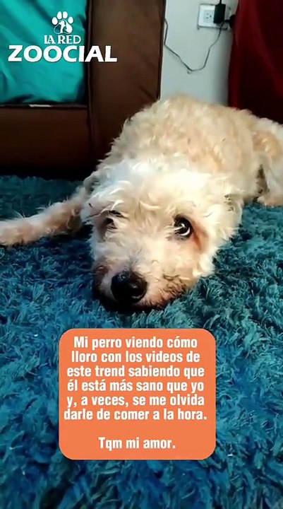 Mi humana llorando por mí