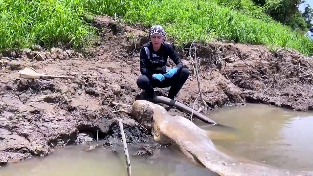 Amenaza a delfines en el Amazonas