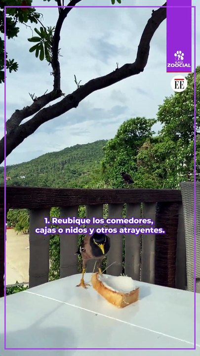 ¿Por qué las aves chocan con las ventanas?