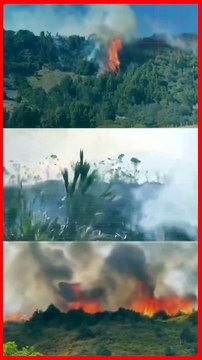 Incendios forestales en Colombia: Petro anunció decreto de desastre natural