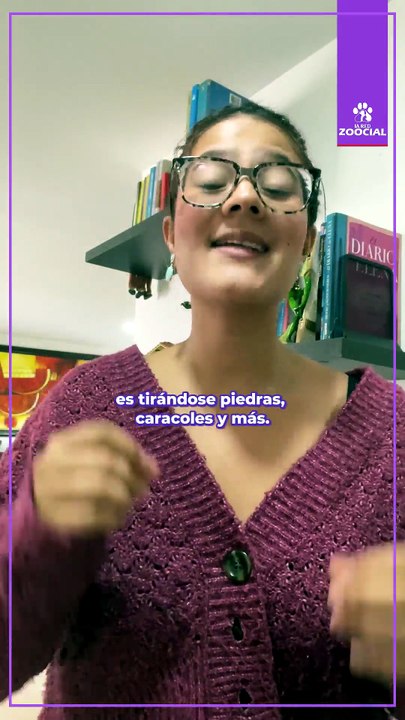 Los pulpos saben tirar piedras: así se defienden estas criaturas