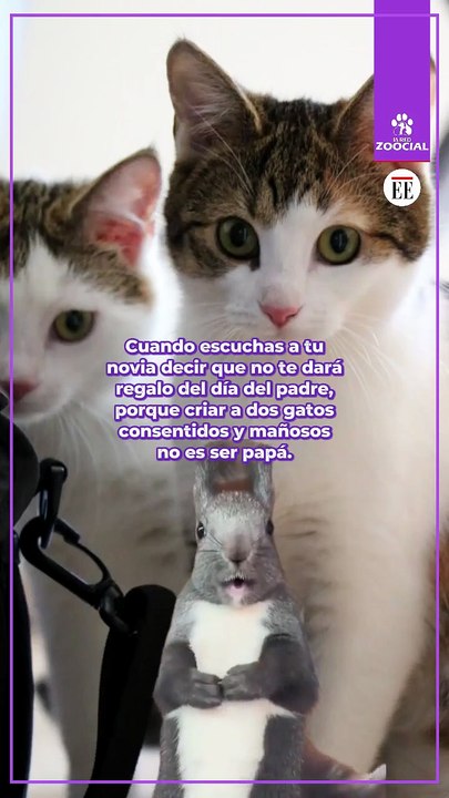 ¡Feliz día a todos los papás perrunos y gatunos!