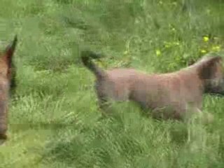 Chiots d'Athéna et de S'Léon le 14.05.2008
