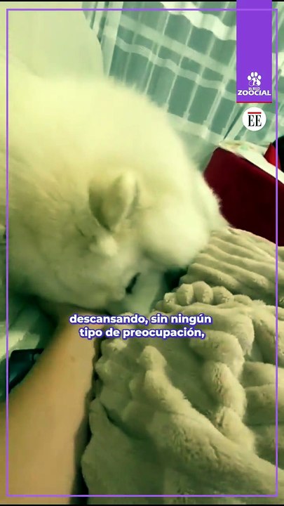 ¡La "complicada" vida de nuestras mascotas!