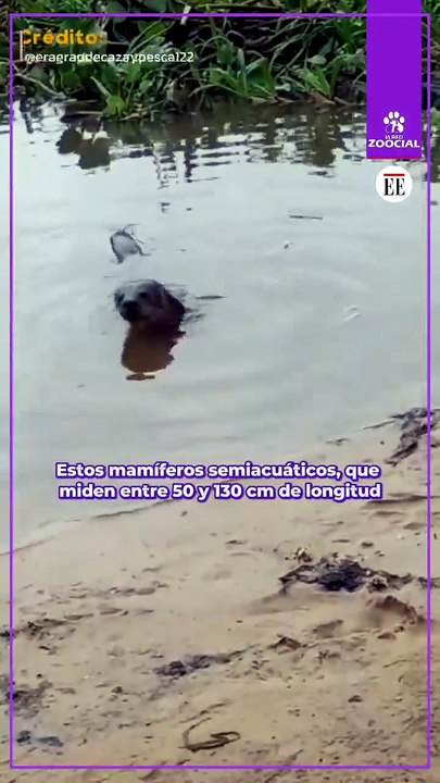 Lobito de río: una tierna especie que necesita de tu ayuda