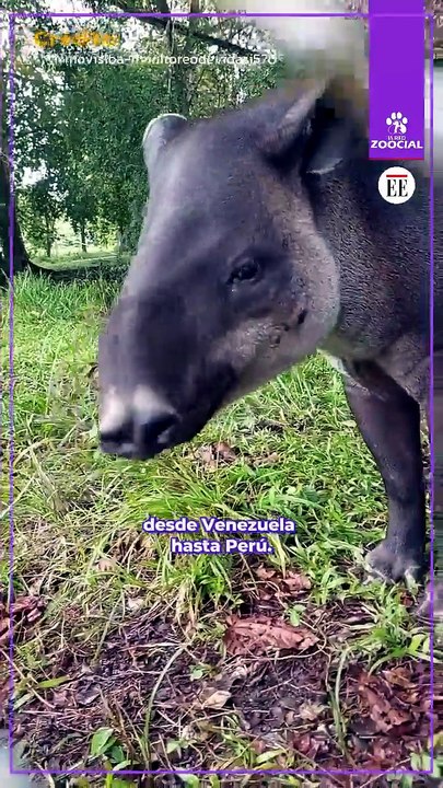Tapires: Los jardineros de los bosques