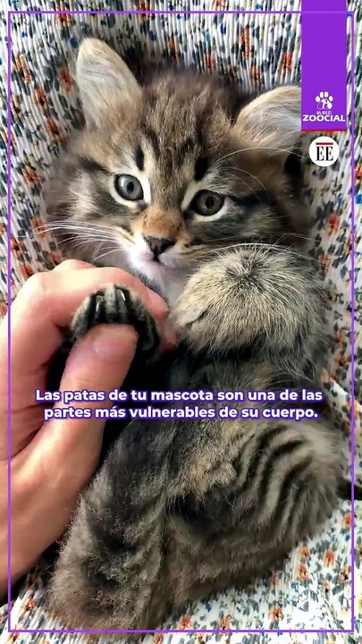 ¡Cuida las patas de tu mascota!