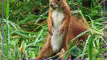 ¡Proteja a los animales silvestres en vacaciones!