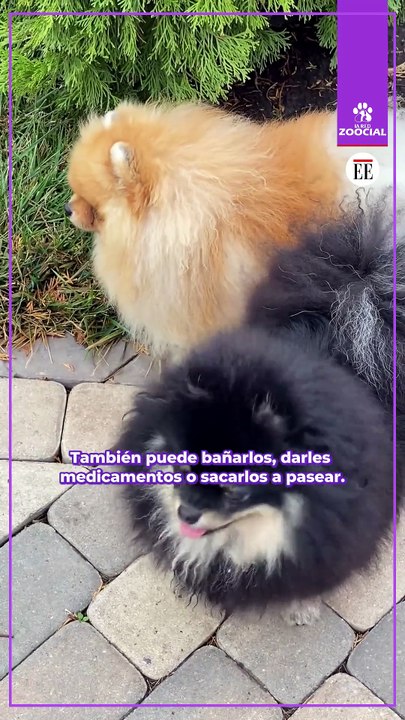 ¿Quiere ayudar a fundaciones de animales y no tiene dinero?