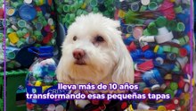 Así puede donar tapas para ayudar a los animales callejeros