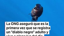 Pez Diablo