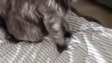 She Knows She’s Not Allowed… But the Bed Is Too Tempting 😳🐾 #cat #funnycats #catlover