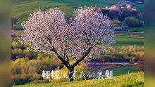 周子寒-吻和泪(DJ普独秀版)『整个我的人　整颗我的心　交给你的时候有白色的梦　有红色的情　单纯而又执着轻轻佻着我的黑发』#周子寒 #吻和泪(DJ普独秀版)【動態歌詞/Lyrics Video】