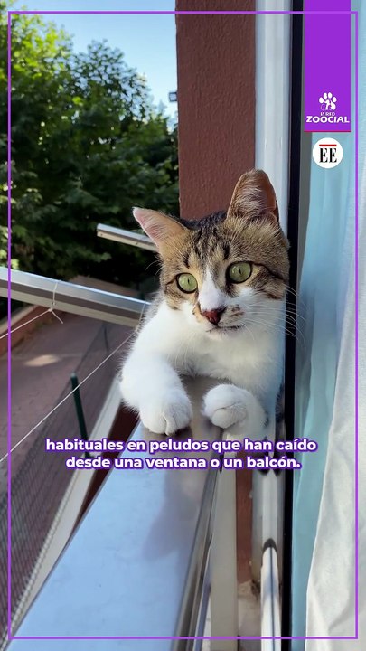 Proteja a su gato del síndrome del gato paracaidista