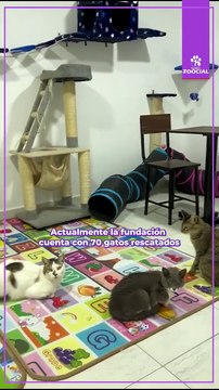 The Coffe Michi: el café y refugio de gatos rescatados en el sur de Bogotá