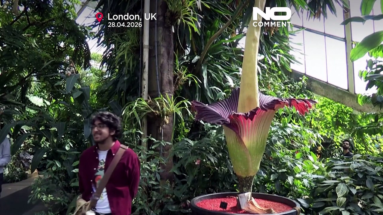 Hunderte strömen in London zur Blüte der seltenen Aasblume