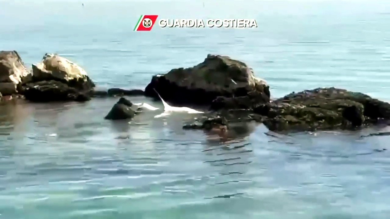 Blue shark rescued by the Coast Guard in Italy - In Italia squalo salvato dalla Guardua Costiera