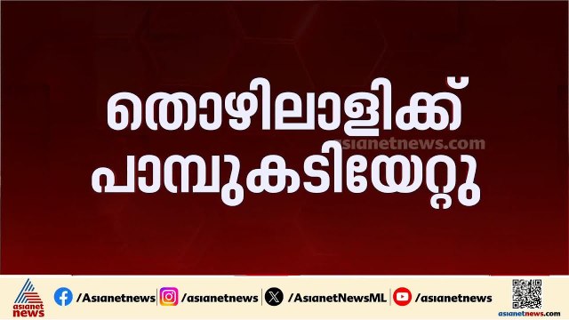 ഇടുക്കി പാണ്ടിപ്പാറയിൽ തൊഴിലാളിക്ക് പാമ്പ് കടിയേറ്റു