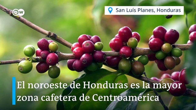 Café hondureño: una apuesta por los cultivos orgánicos y por rescatar el campo