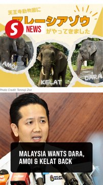 M'sian elephants should be brought home from Osaka zoo, says minister