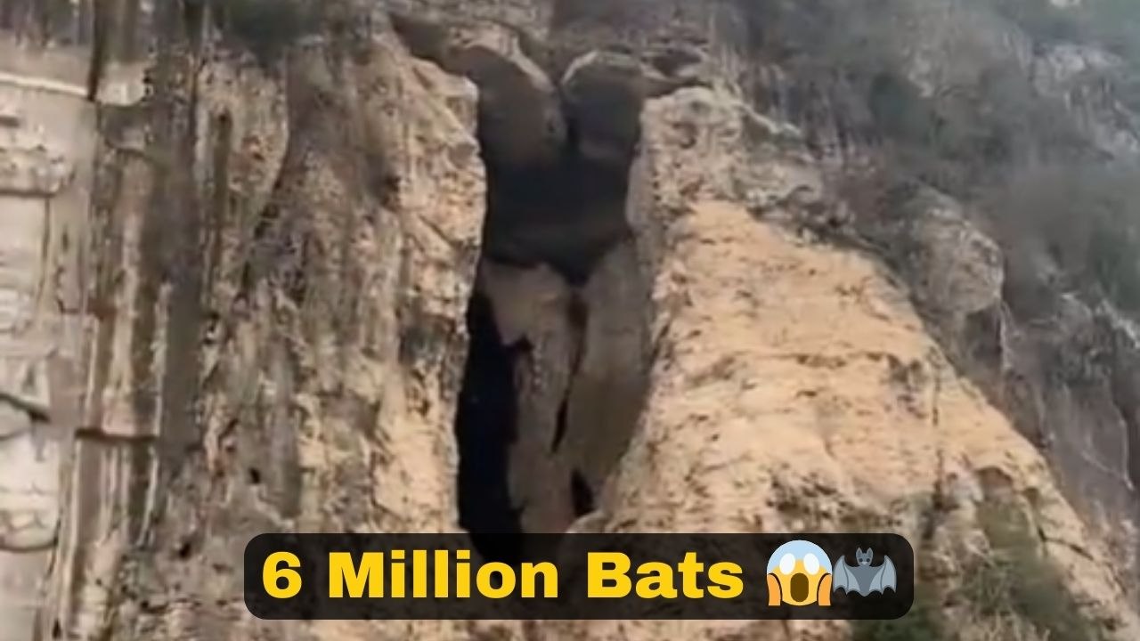 Thousands Of Bats Burst From Cave All At Once