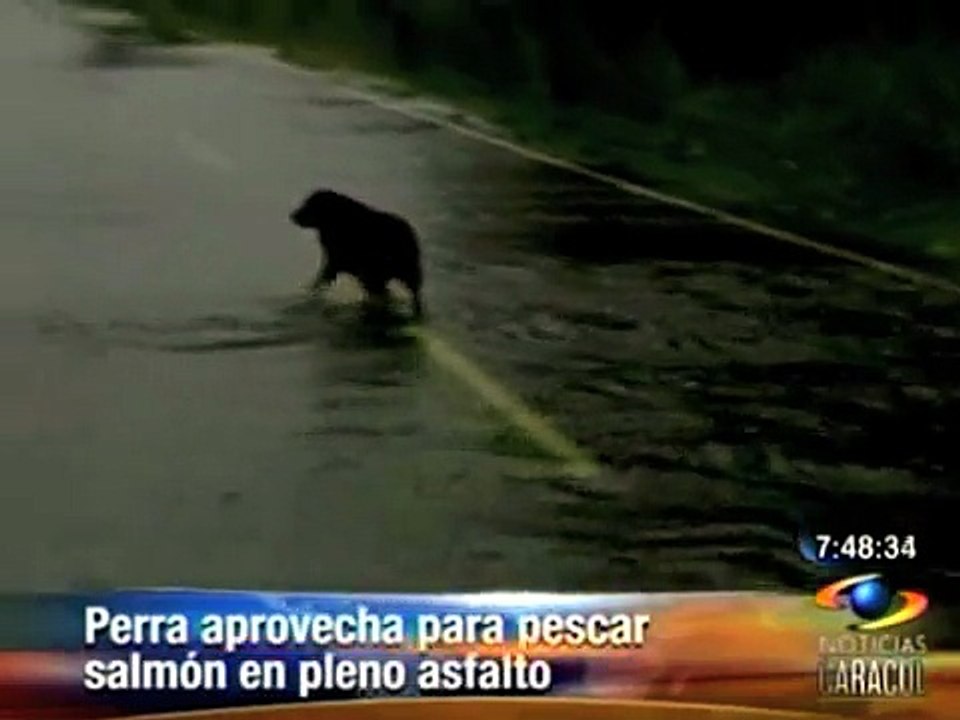 Perrita pescando salmón