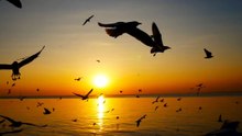 This beautiful view of the sunset, the sound of the sea and birds